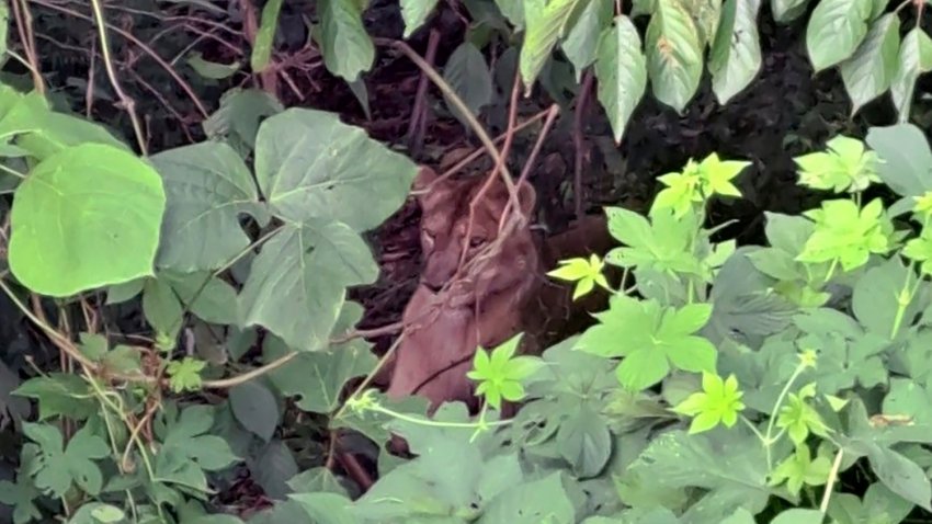 In this photo provided by Gyeongbuk Fire Station Service Headquarters, a lioness is seen in a forest in Goryeong, South Korea, Monday, Aug. 14, 2023. A lioness escaped from a farm in South Korea, touching off an emergency search before it was killed by a hunter Monday, officials said.