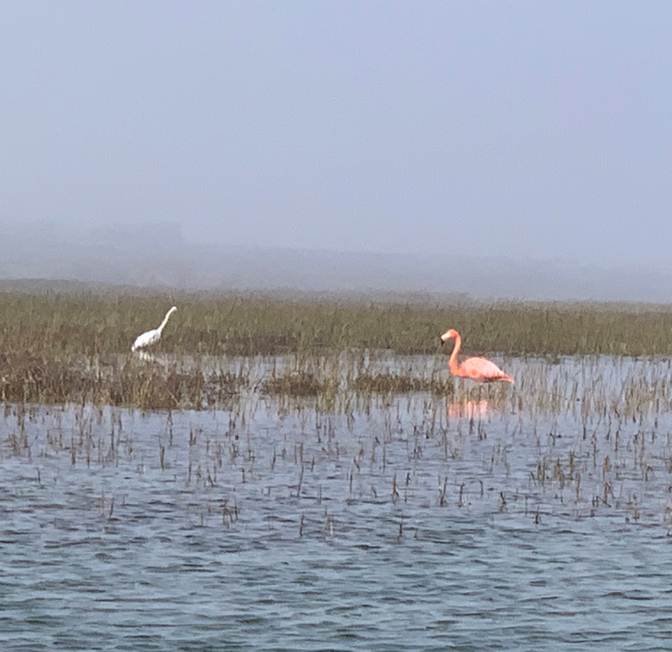 Did you know there are flamingos living in the wild in Coronado?