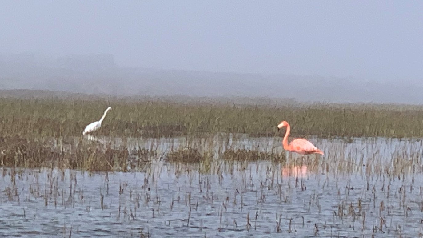 Flamingo Rural Did you know there are flamingos living in the wild in Coronado? – NBC ...