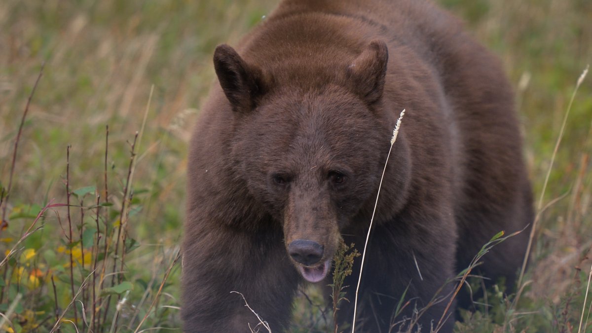Black bear breaks into Montana home, gets shot and killed by handgun – NBC 7 San Diego - Vimarsana News