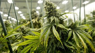 A marijuana plant, nearing its harvest stage, is pictured in 2018 at Grassroots Cannabis in Taneytown, Maryland.