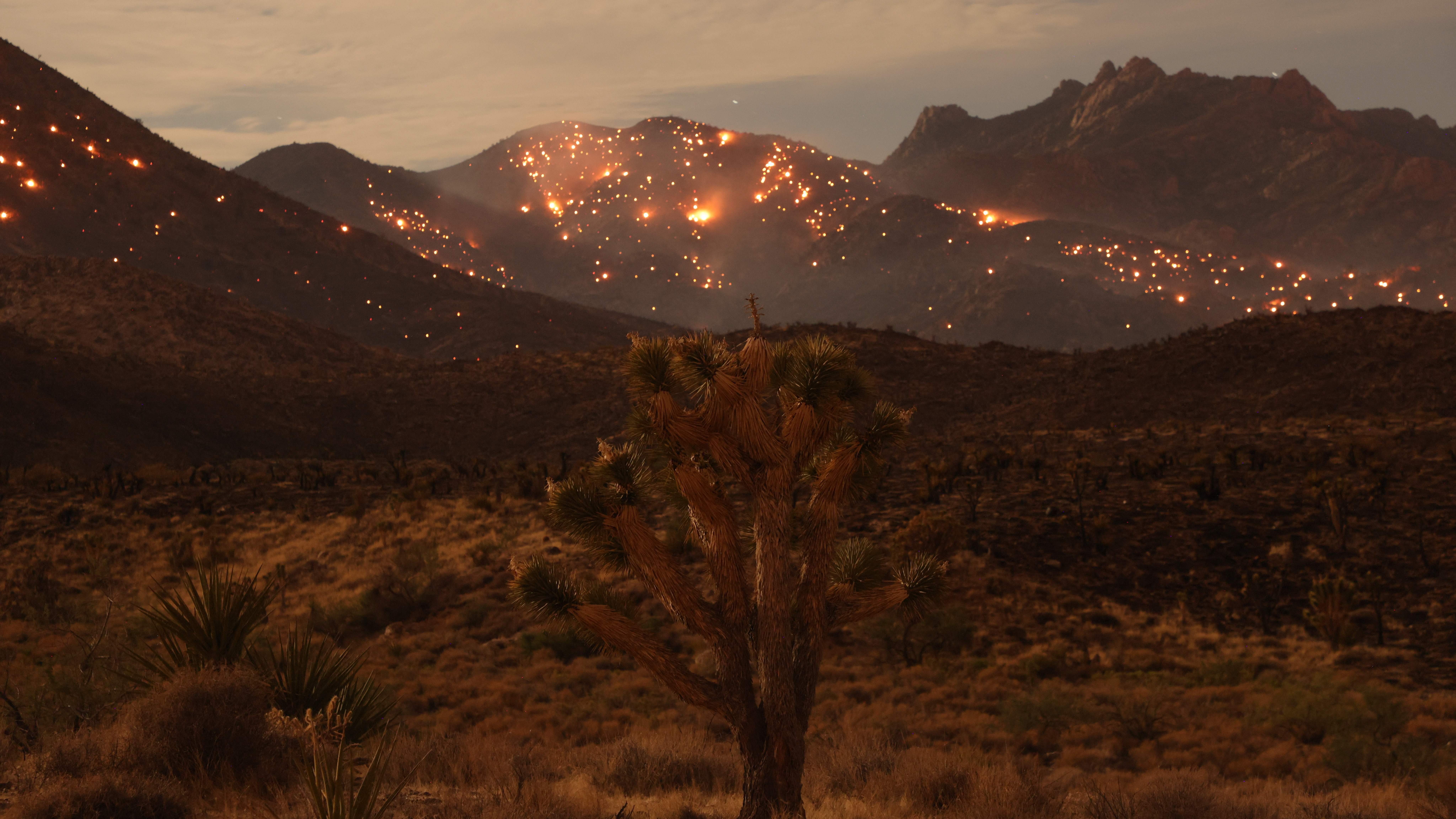 Joshua trees threatened by massive California-Nevada wildfire – NBC 7 San Diego - Vimarsana News
