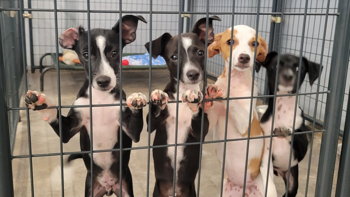 Orphaned pets from Maui flying into San Diego, will be up for adoption - Vimarsana News