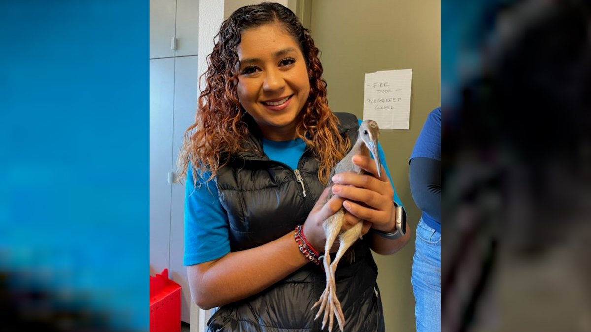 Audience of endangered birds finds forever home in Mission Bay wetland, giving boost to restoration project - Vimarsana News