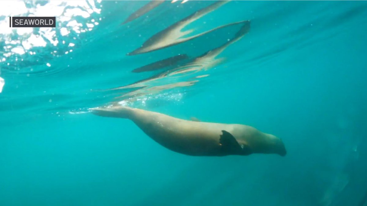 Meet Sea Lions in California - SeaWorld Sea Lions