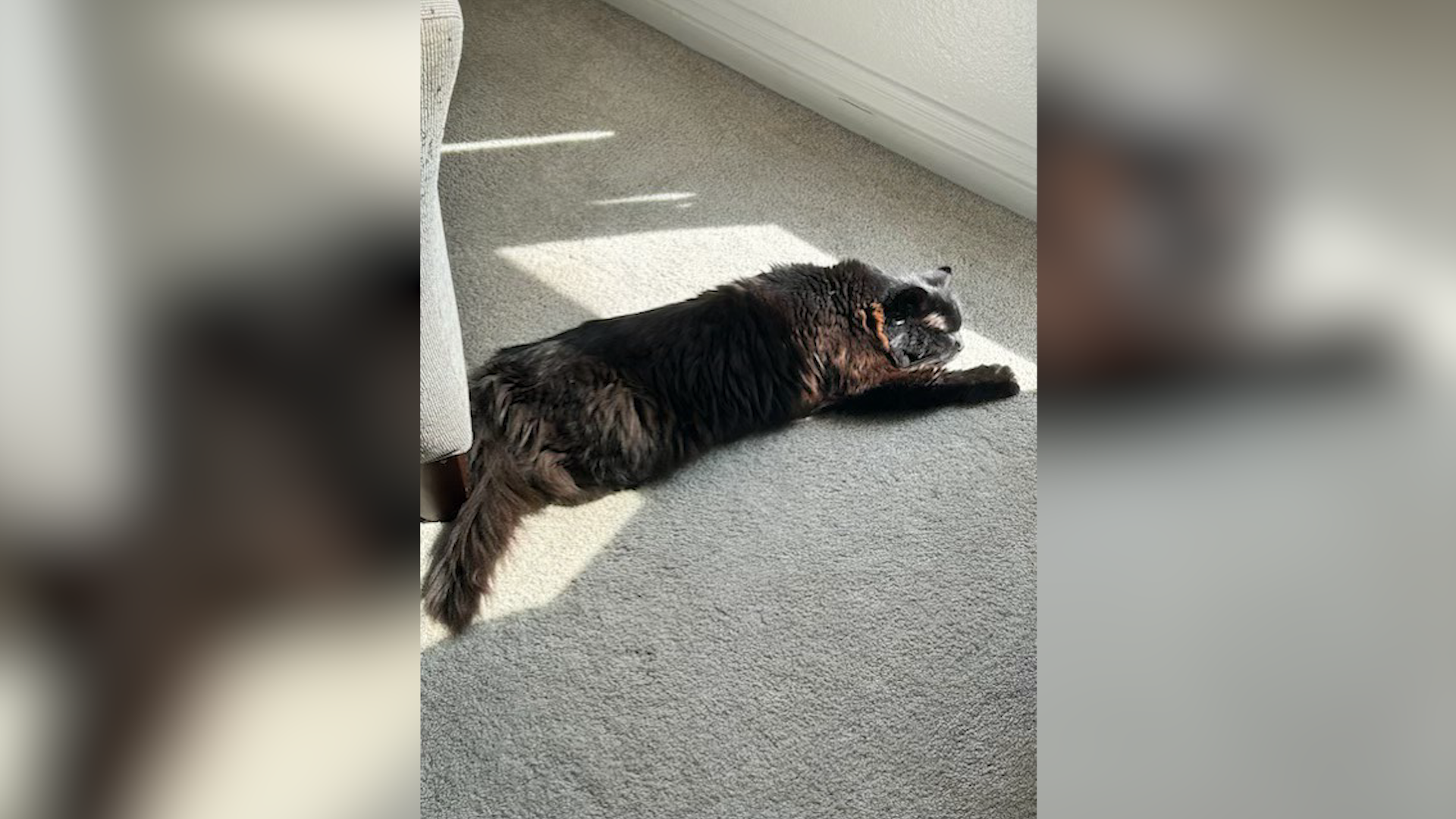 Clear the Shelters 2023 Meet the pets of NBC 7 and Telemundo 20 NBC