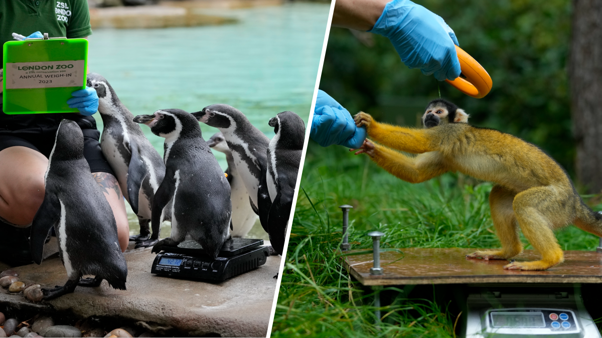 See: London Zoo weighs over 14,000 animals on their annual weigh-in day ...