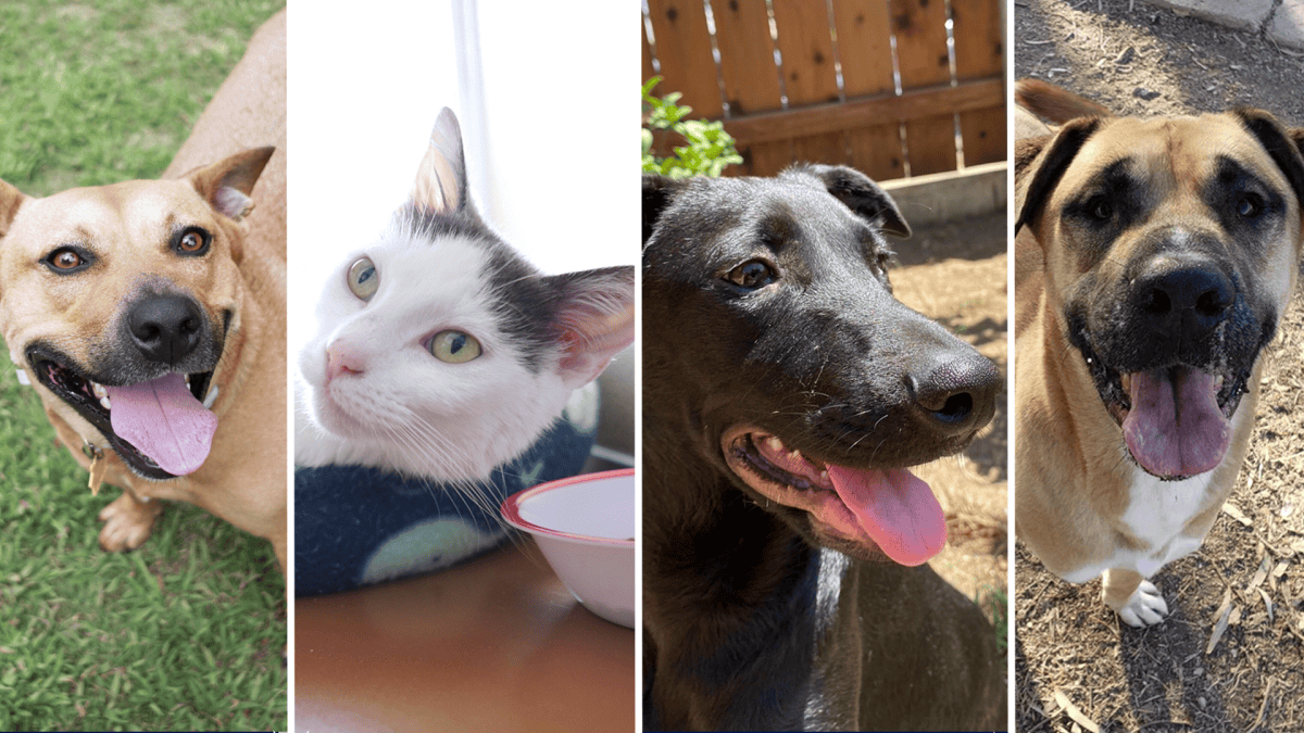 These pets have spent years in San Diego County area shelters – NBC 7 San Diego - Vimarsana News