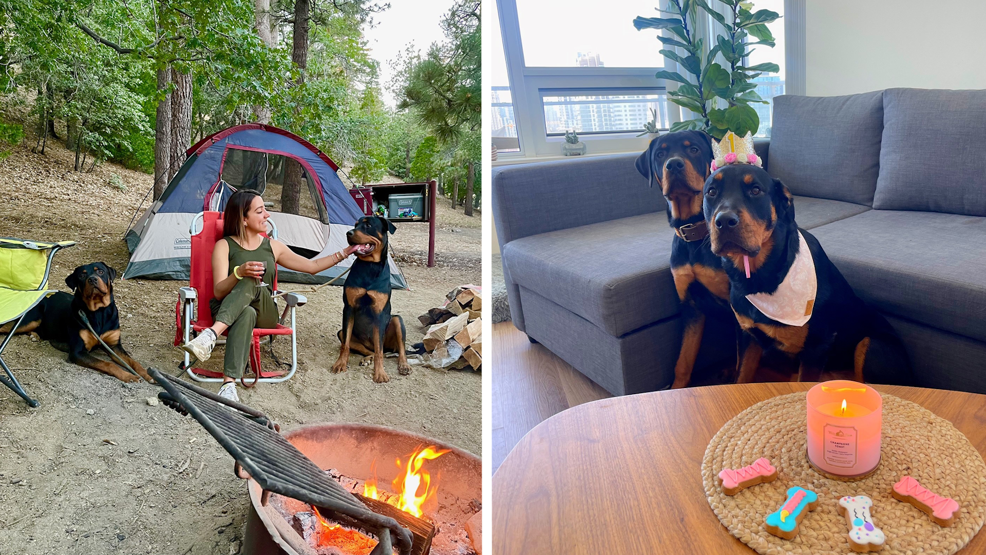 Meet Agatha and Ares! These two sweet rottweilers with Greek mythology names belong to Telemundo 20 Reporter and Anchor Melissa Sandoval. Agatha is 1, and Ares is 11 months old. Melissa says it feels extra special to have Ares in her family because he is the grandson of her original dog, who passed away last year. The photo on the left shows their camping trip for Melissa’s birthday, and the photo on the right is Agatha’s 1st birthday celebration.