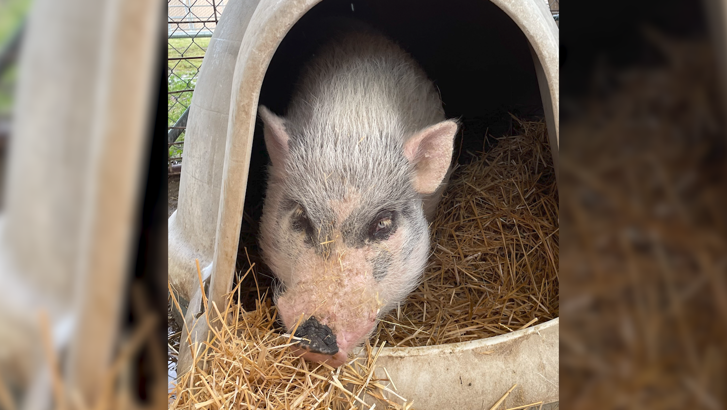 Clear The Shelters 2023 Adoptable pets in San Diego County NBC 7 San