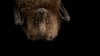 Rabid bat concerns San Diego officials, who seek anybody who came in contact