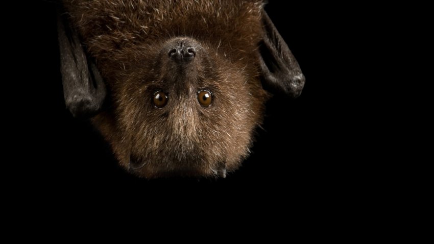 A bat hanging upside down. FILE.