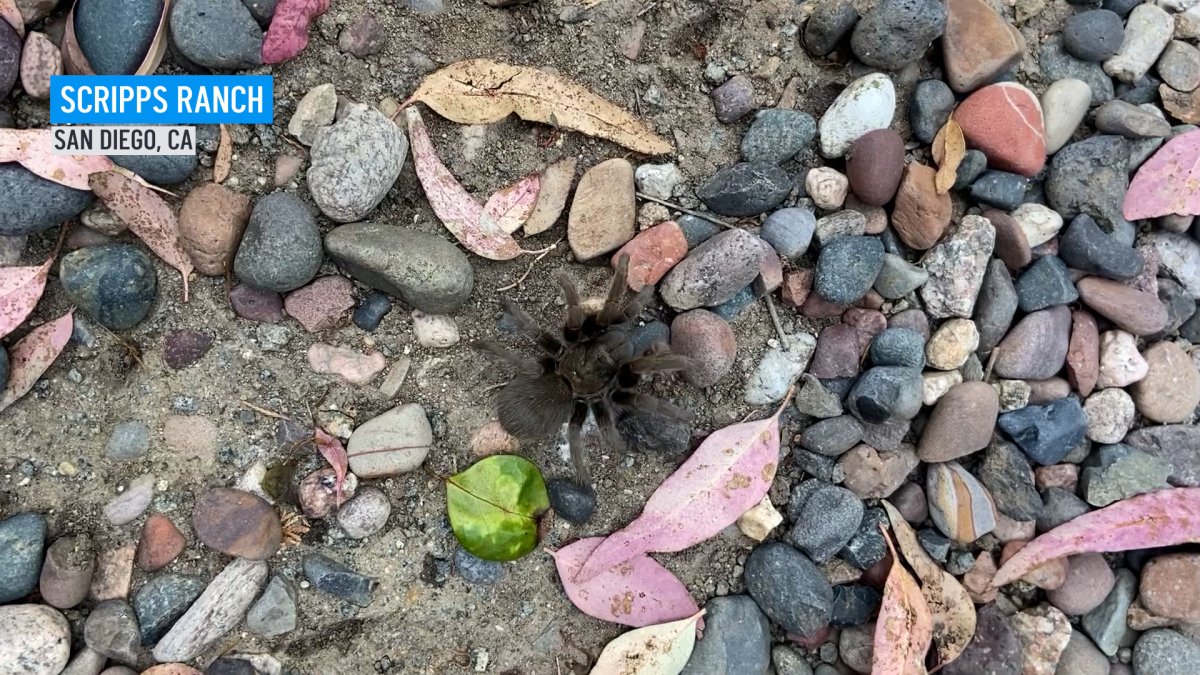 What to do if you see a tarantula in San Diego County – NBC 7 San Diego - Vimarsana News