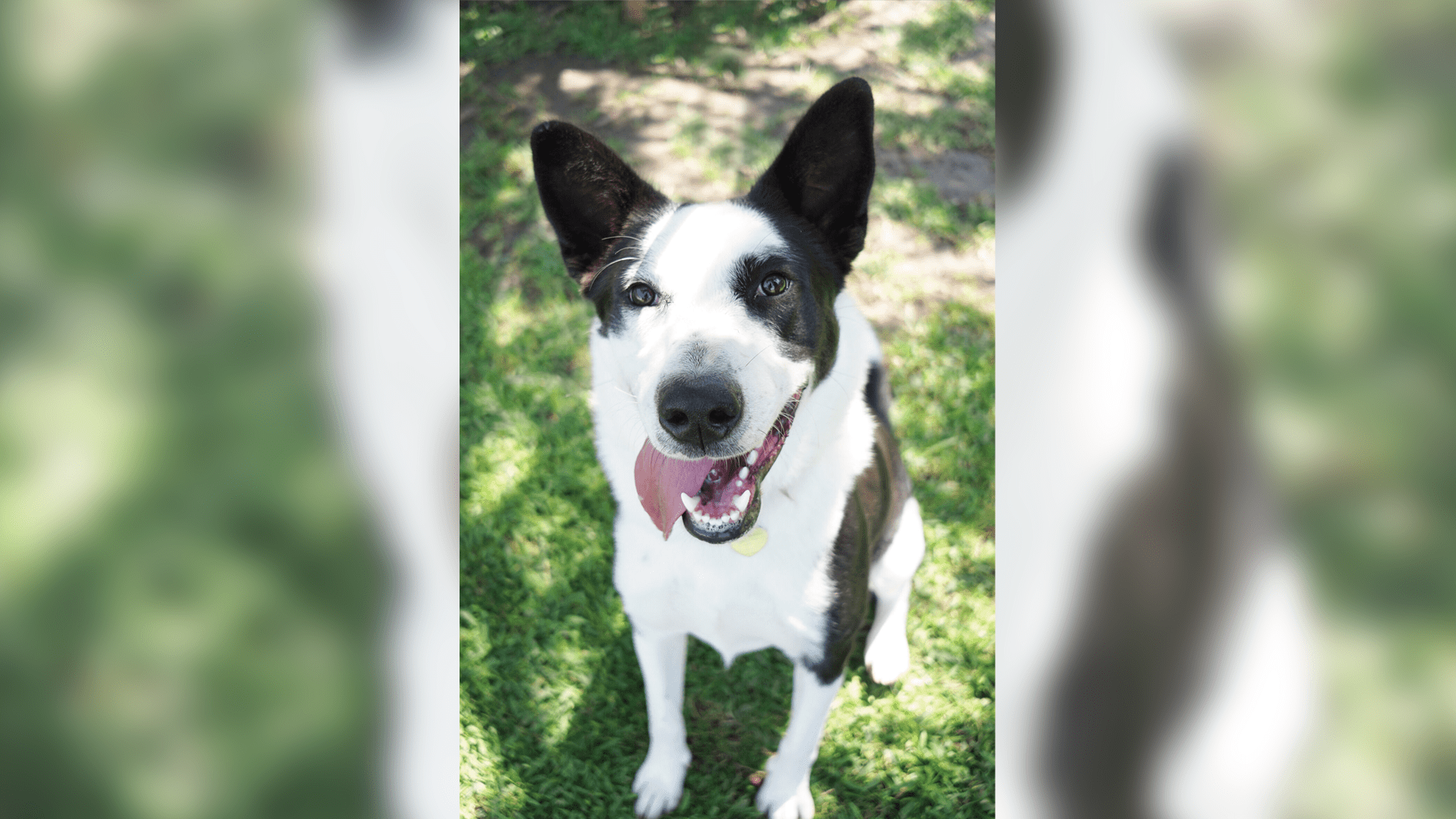 Tipperary is avaialble at the Rancho Coastal Humane Society