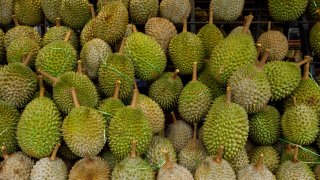 Different varieties of durian fruits on display at a durian stall in Petaling Jaya, Selangor, Malaysia,.