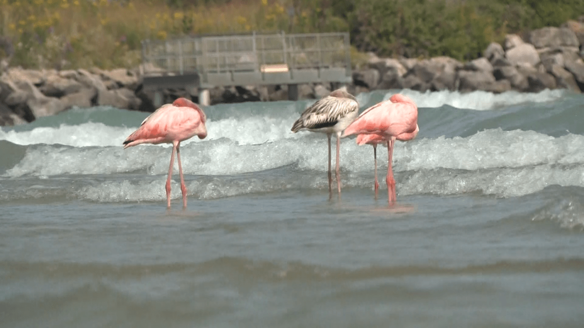 Flamingos sighted in Wisconsin for first time ever NBC 7 San Diego