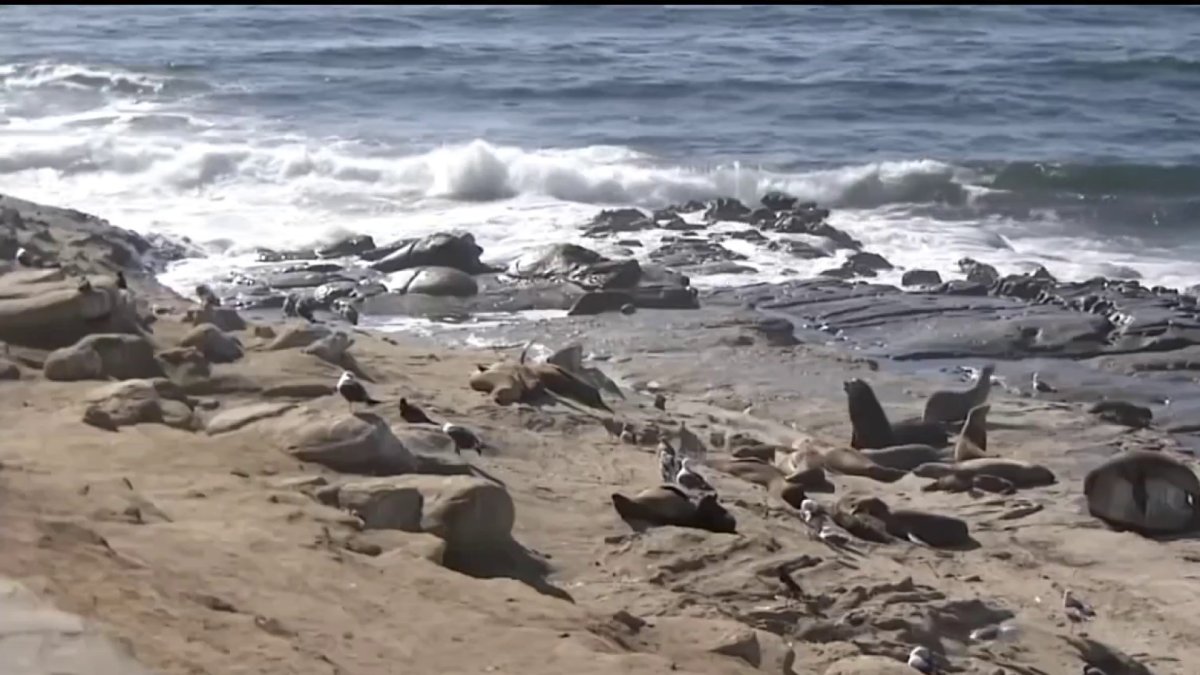 City Seeks to Close Another La Jolla Beach for Seals – NBC 7 San Diego