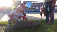 Emotional support alligator denied entry into Phillies game