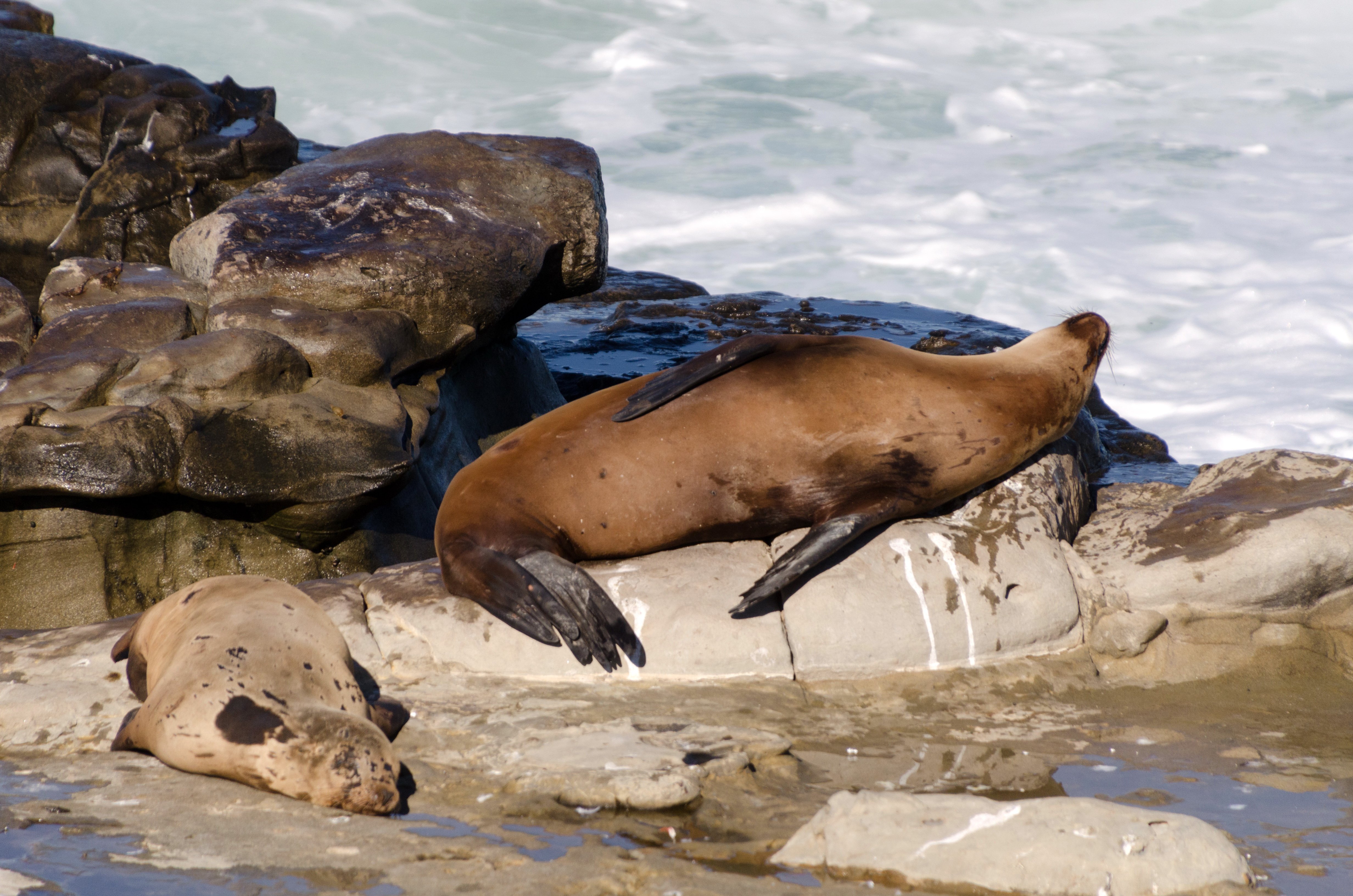 Federal Officials Investigate Alleged Harassment of Sea Lion Near La Jolla Cove
