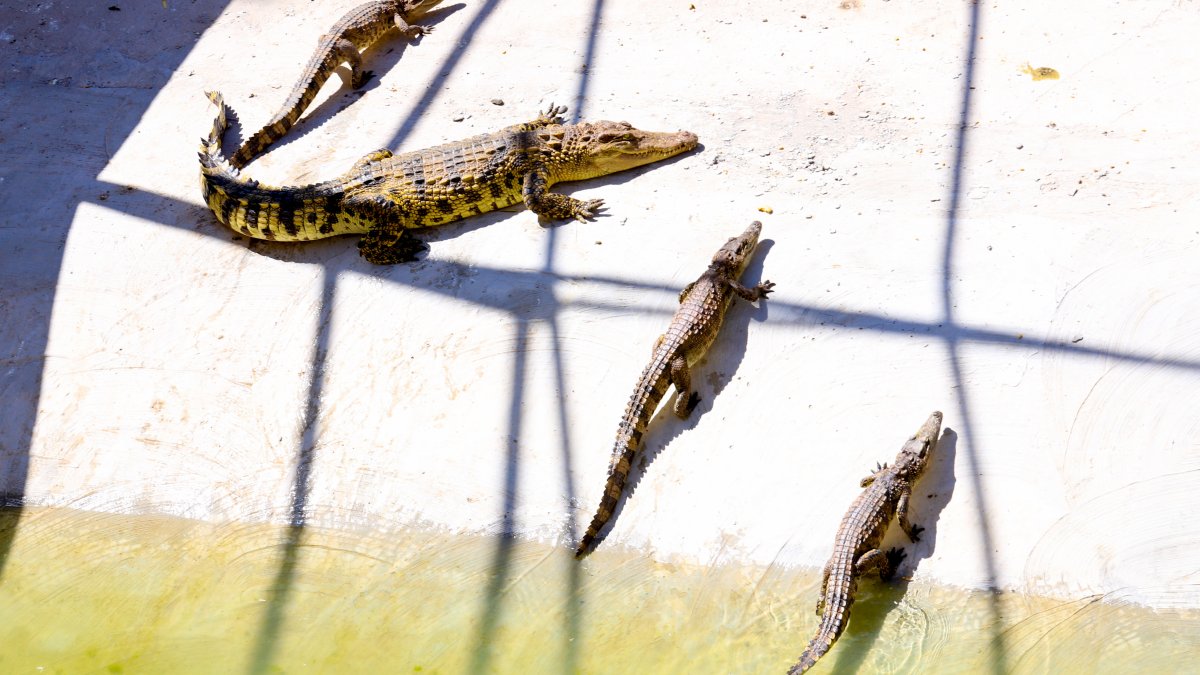 7 people killed after rainstorms in China and 70 crocodiles on the loose – NBC 7 San Diego - Vimarsana News