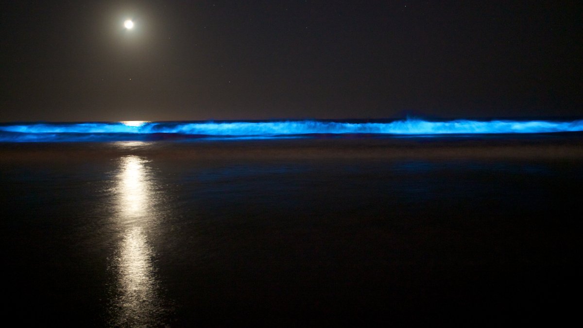 Glowing bioluminescent waves return to Southern California coast