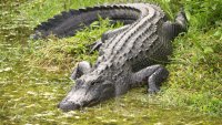 13-foot alligator spotted with human remains in its mouth in Florida canal