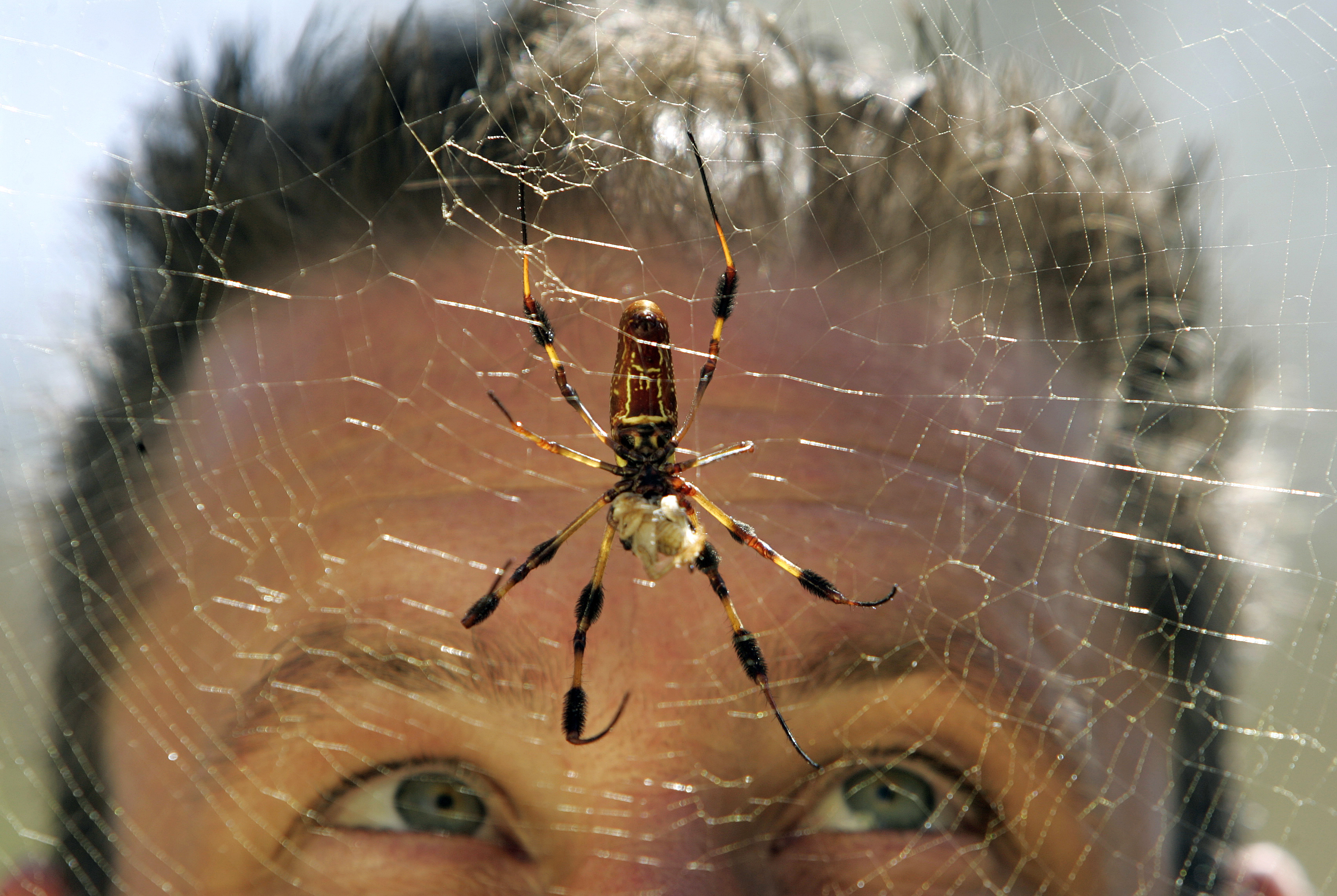 Giant spiders all over San Diego. Here's why – NBC 7 San Diego