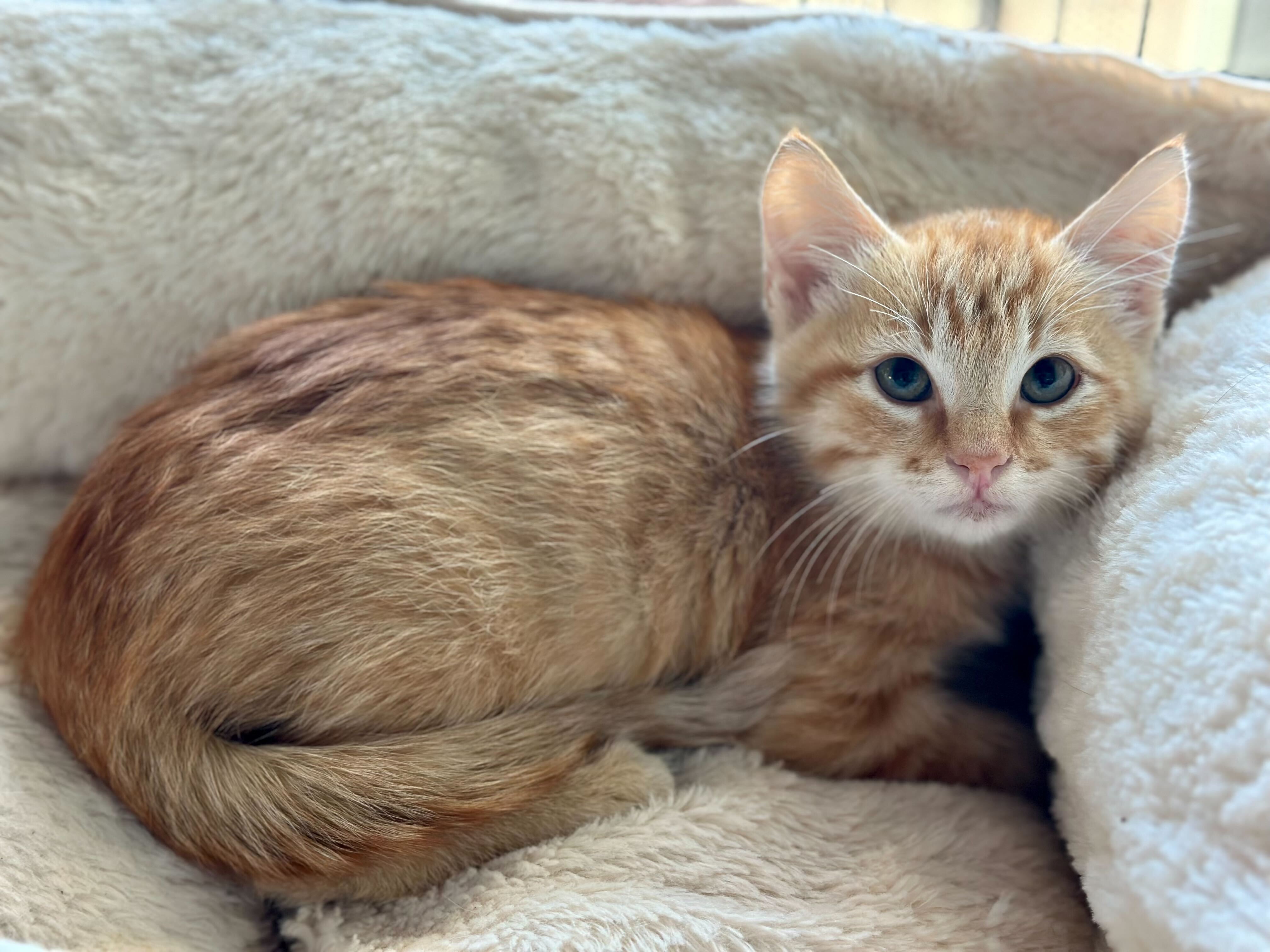 Kitten who was rescued from San Diego-Coronado Bridge has new home