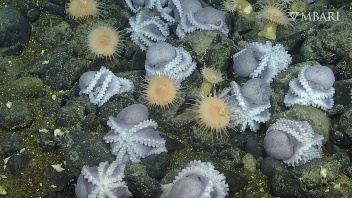 Octopus's Garden is not just a Beatles song: Researchers find one off California coast - Vimarsana News