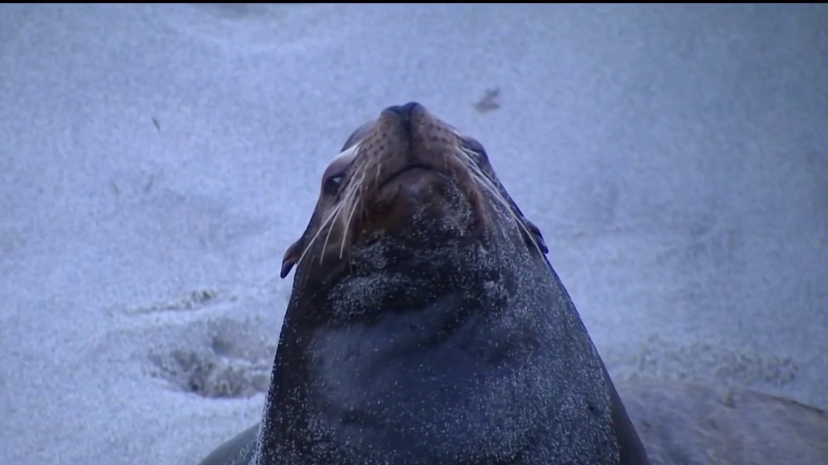 San Diego City Council to decide on year-round closure of sea lion popping areas in La Jolla - Vimarsana News