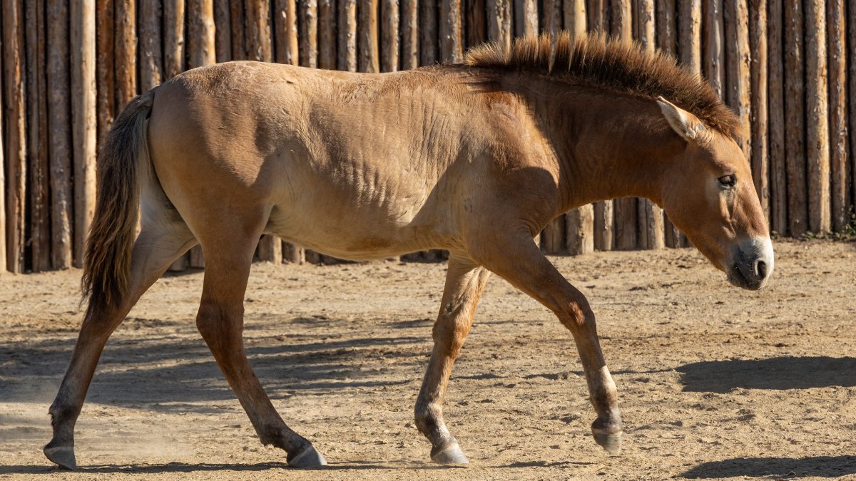 Cloned endangered horse now calls San Diego Zoo Safari Park home – NBC ...