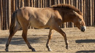 The world’s second successfully cloned Przewalski’s horse born Feb. 17, 2023