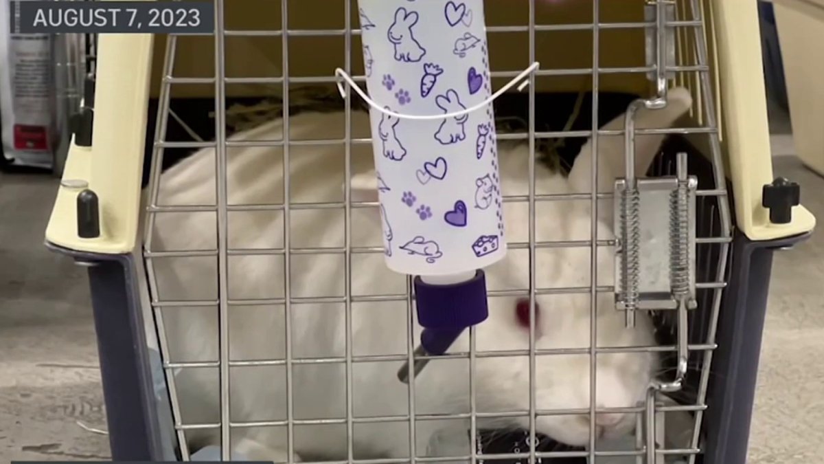 San Diego Humane Society 'furious' about missing pets sent to Arizona that 'may have perished' – NBC 7 San Diego - Vimarsana News