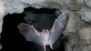 Health officials warn of rabies after bat lands on table at Vista restaurant