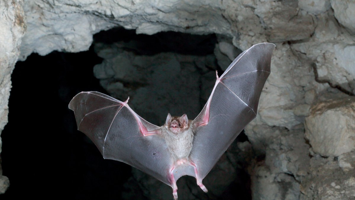 Health officials warn of rabies after bat lands on table at Vista restaurant