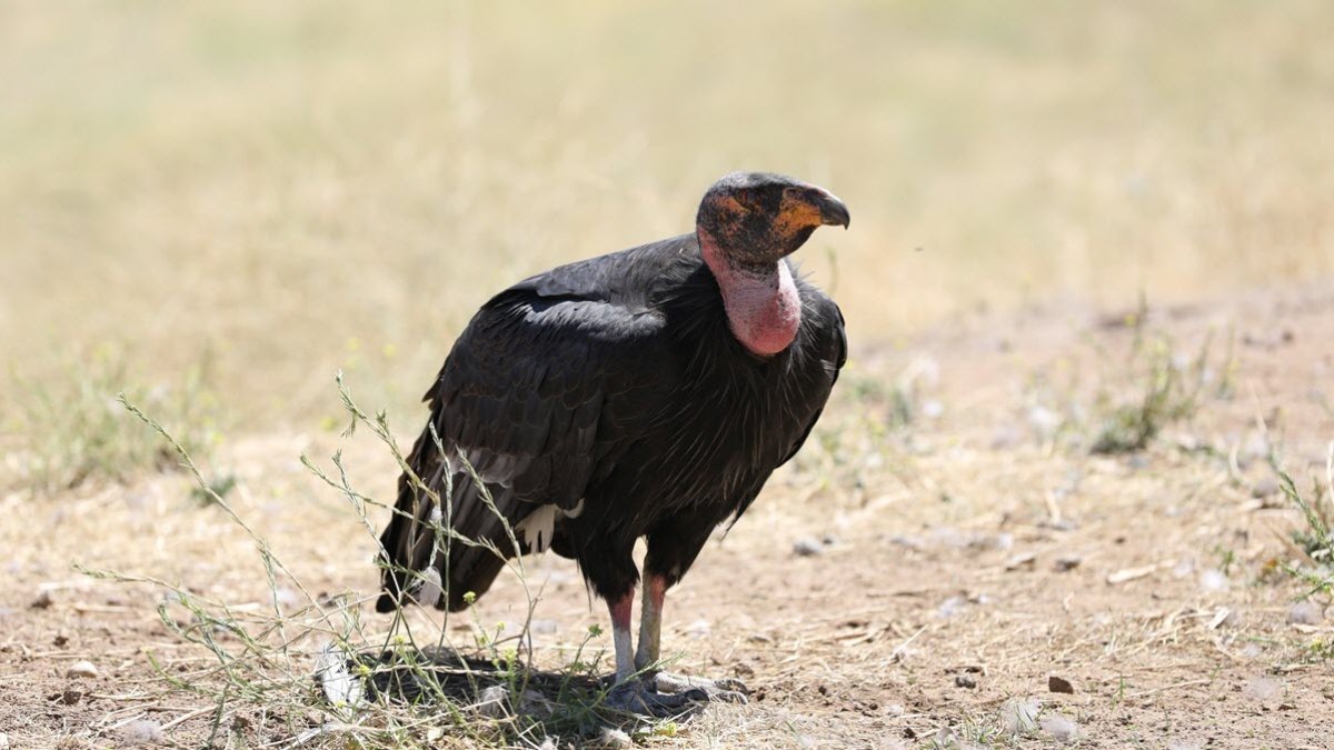 San Diego Zoo Safari Park welcomes California condor chick after rescue from Pinnacles National Park