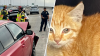 Kitten rescue causes three-car crash on Coronado Bridge