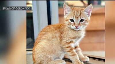 Kitten who was rescued from San Diego-Coronado Bridge has new home