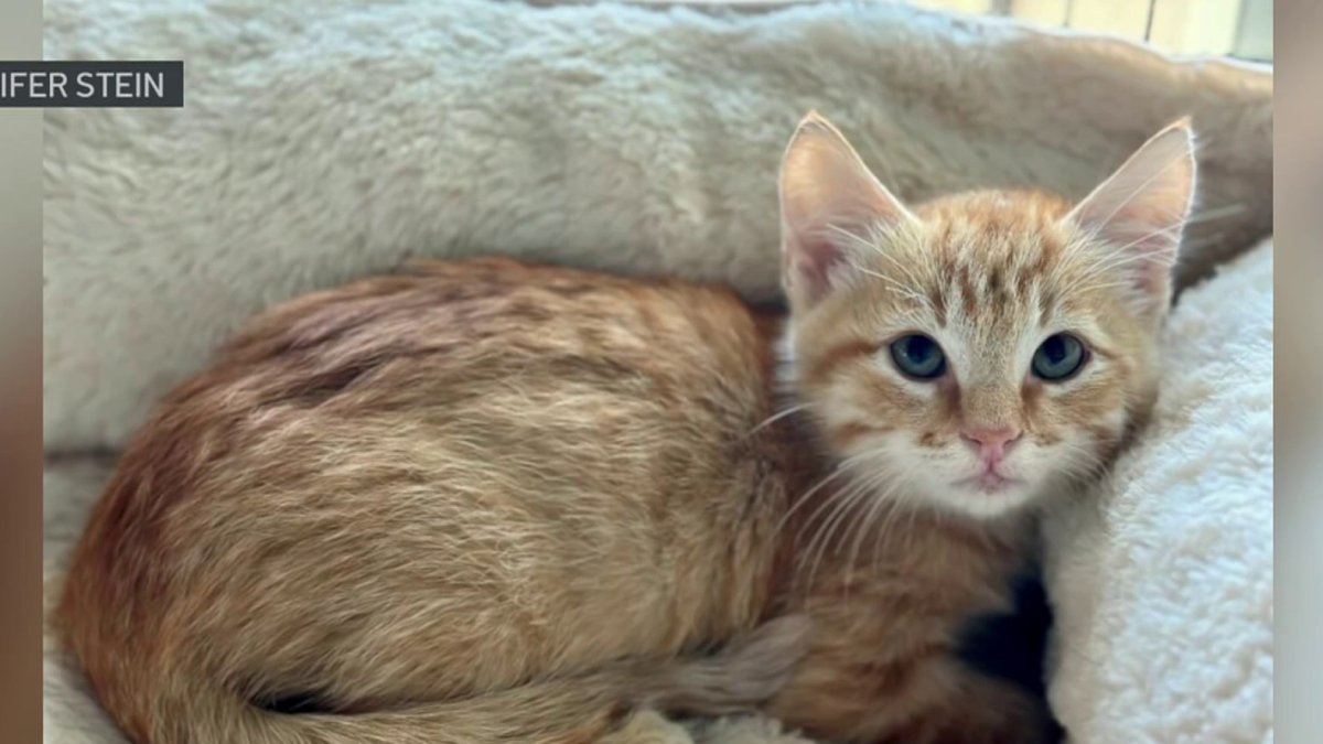 Kitten who was rescued from San Diego-Coronado Bridge has new home, new  name - The San Diego Union-Tribune