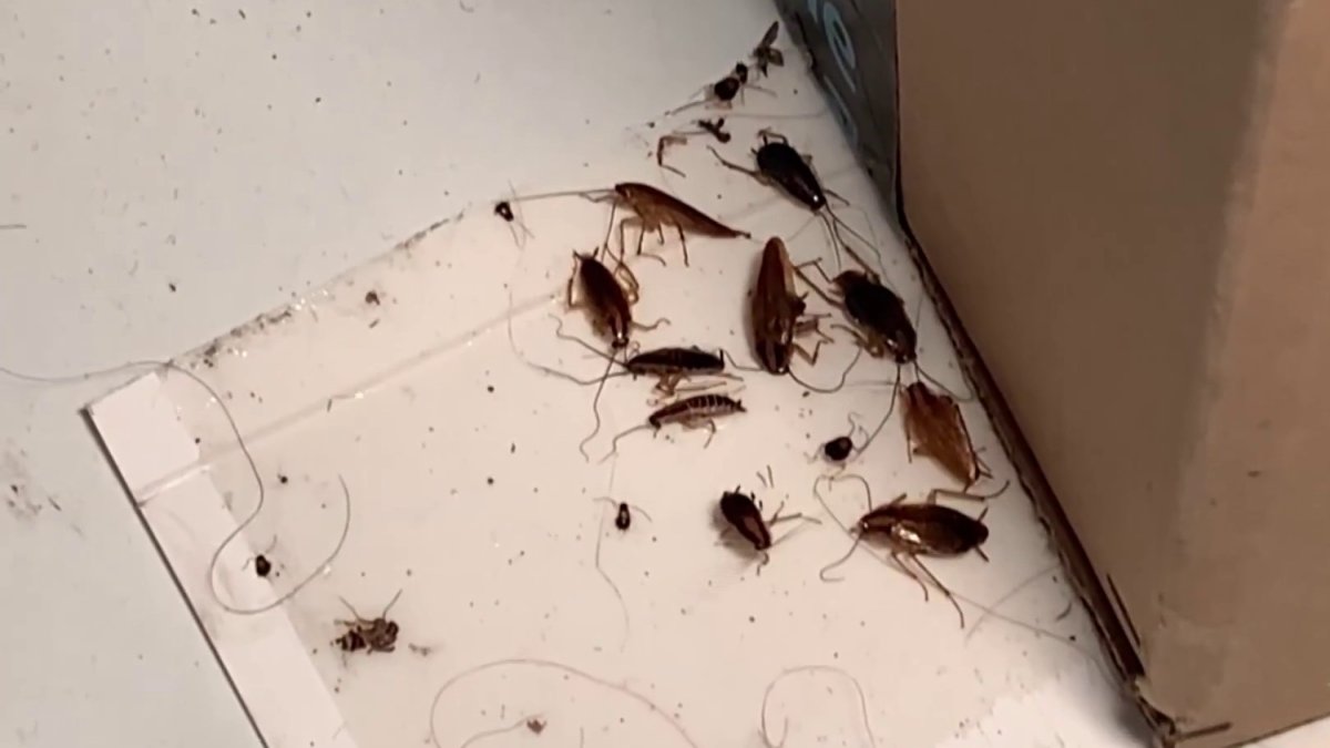 Severe Roach Infestation In Apartment