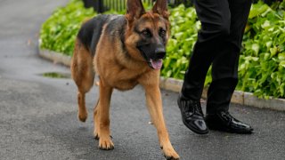 President Joe Biden’s dog Commander, a German shepherd, is walked outside the West Wing of the White House in Washington, April 29, 2023