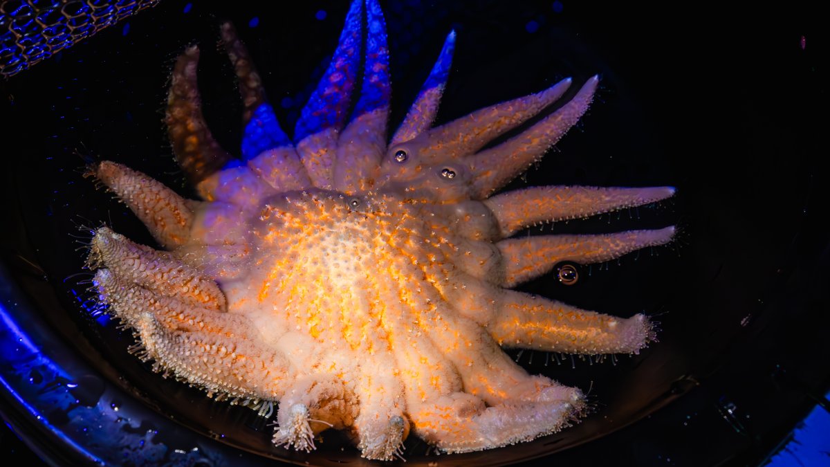 Pizza-sized endangered sunflower sea stars spawned at Birch Aquarium - Vimarsana News