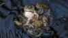 Female frogs fake deaths to dodge unwanted male attention, study finds