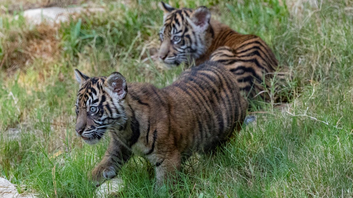 Sumatran tiger cubs Puteri and Hutan make public debut at San Diego Zoo ...