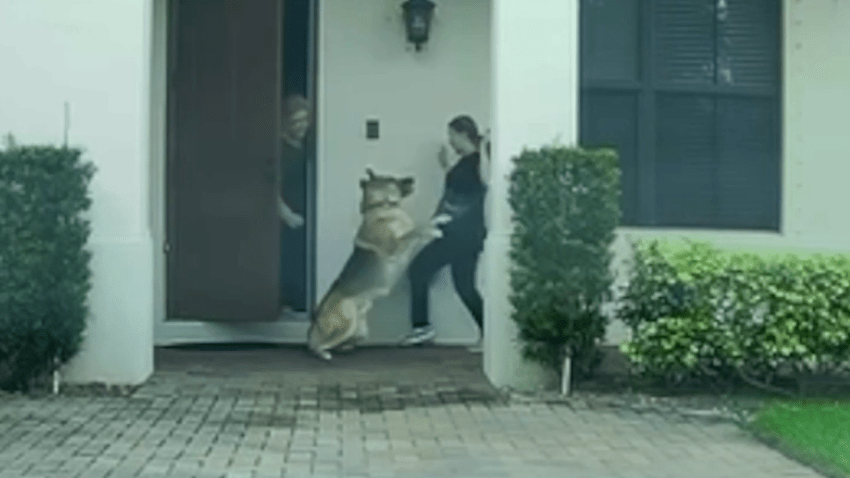 Video shows the moments a dog attacked an Instacart delivery driver in Cooper City on Oct. 6, 2023.