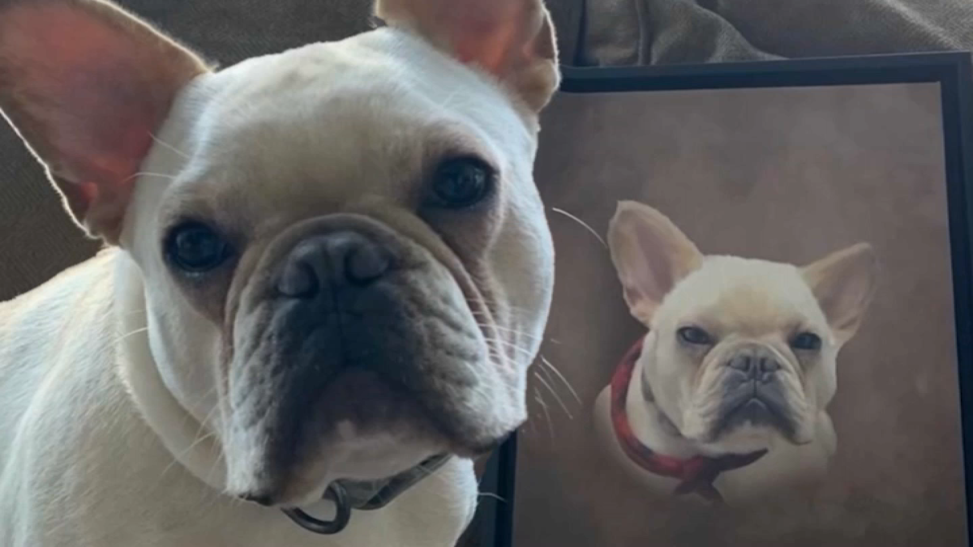 Dog trainer faces felony charges in 2 states for failing to return pets - Vimarsana News