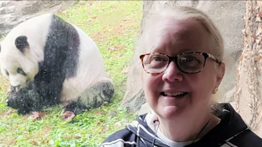 Panda lover shares passion for National Zoo pandas