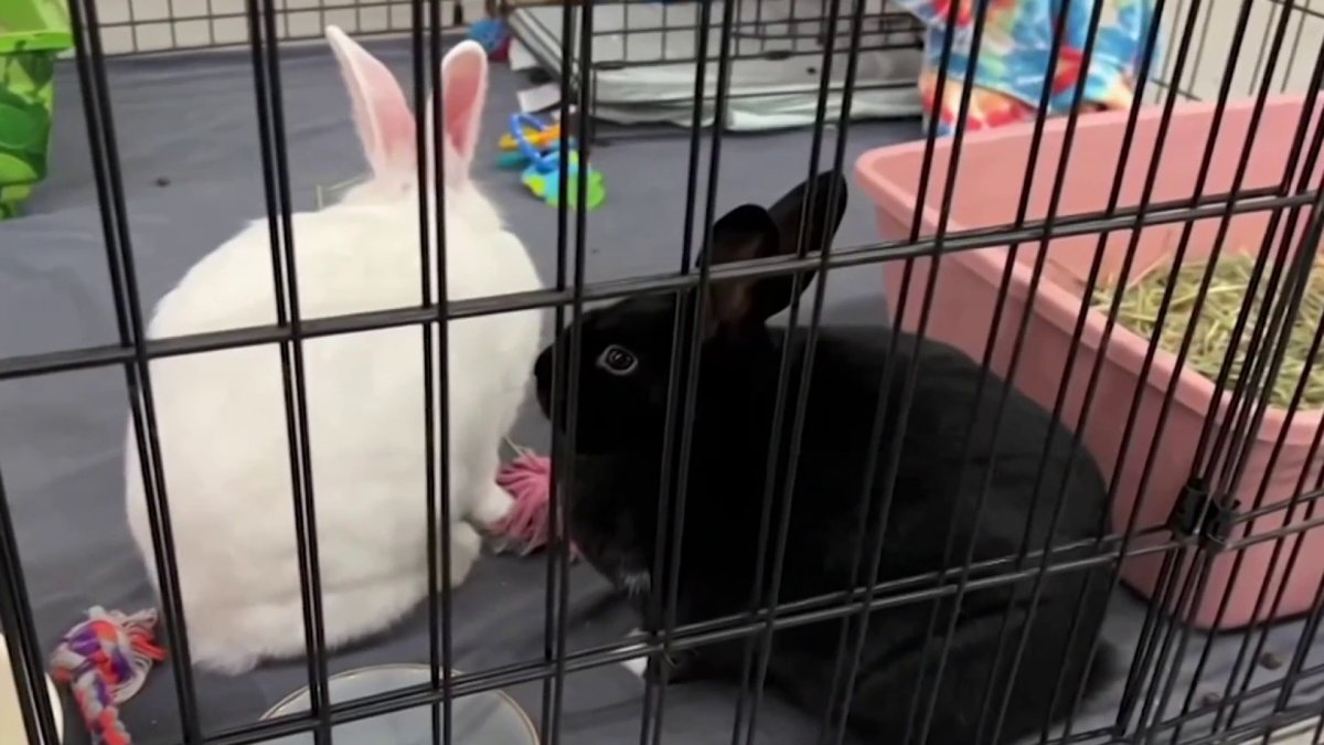 AZ Humane Society issues final report on San Diego animals sent to