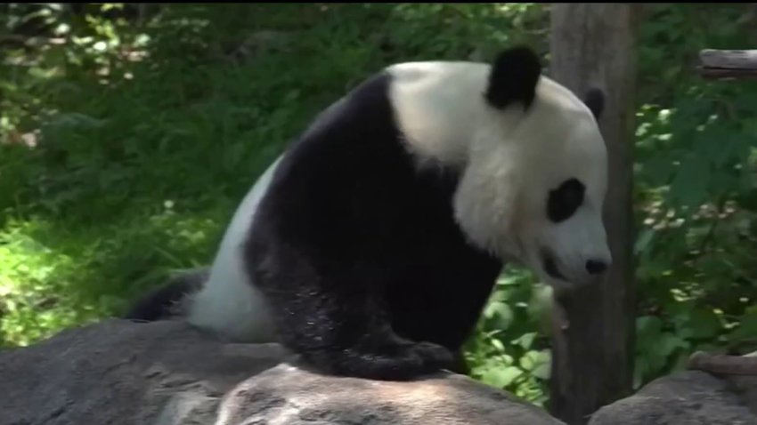 China President Xi appears to signal pandas coming back to San Diego