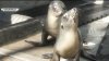 Sea lion pup who adorably refused to return to the ocean in Coronado being rehabilitated by SeaWorld